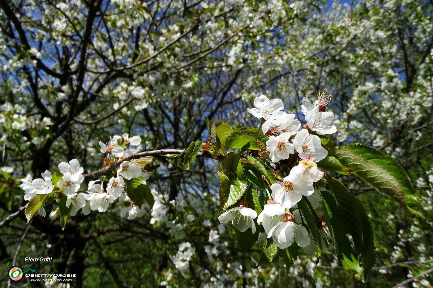 20 Fiori di ciliegio.JPG -                                